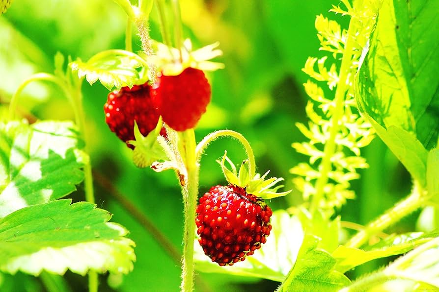 wild strawberry flower seeds