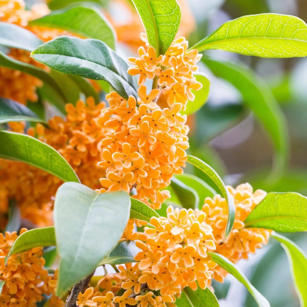 Orange Osmanthus Flower Seeds – Heirloom, Non-GMO, High Germination Seeds