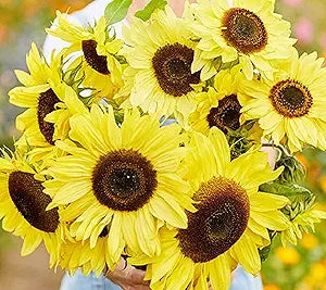 yellow sunflower flower seeds