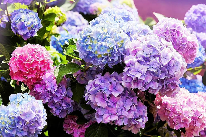 Hydrangea Flower Seeds Mixed – Heirloom, Non-GMO, High Germination Seeds