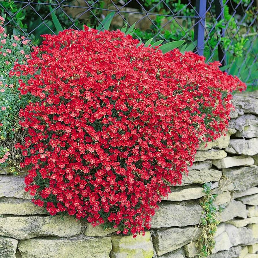 Semillas de Flores Aubrieta Creeping Red para Plantar Semillas de Jardín Orgánicas de Alta Germinación No Transgénicas de Herencia