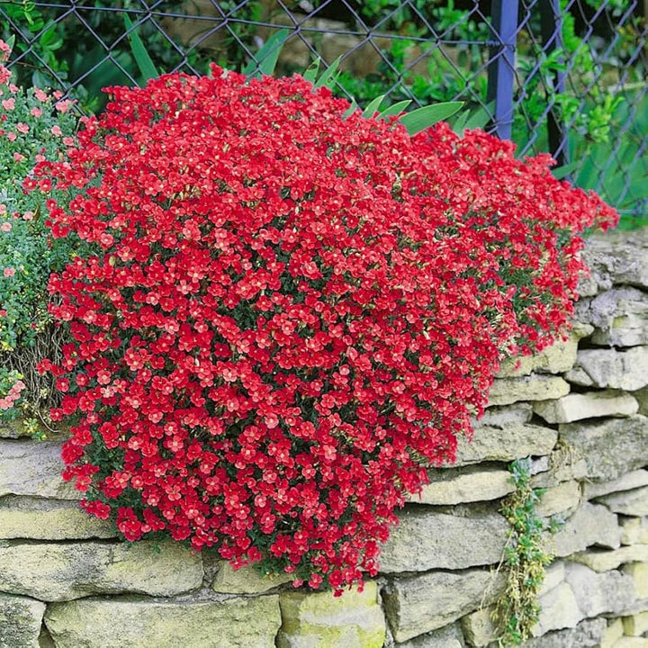 Semillas de Flores Aubrieta Creeping Red para Plantar Semillas de Jardín Orgánicas de Alta Germinación No Transgénicas de Herencia