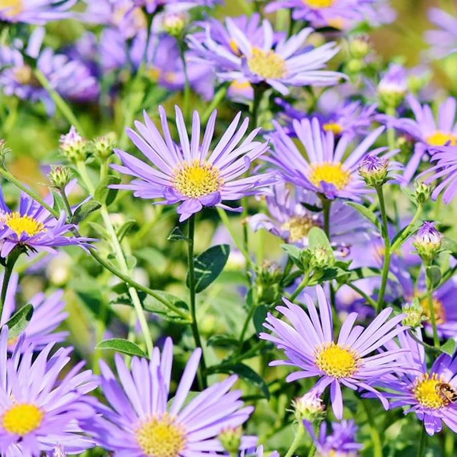 aster novae flower seeds
