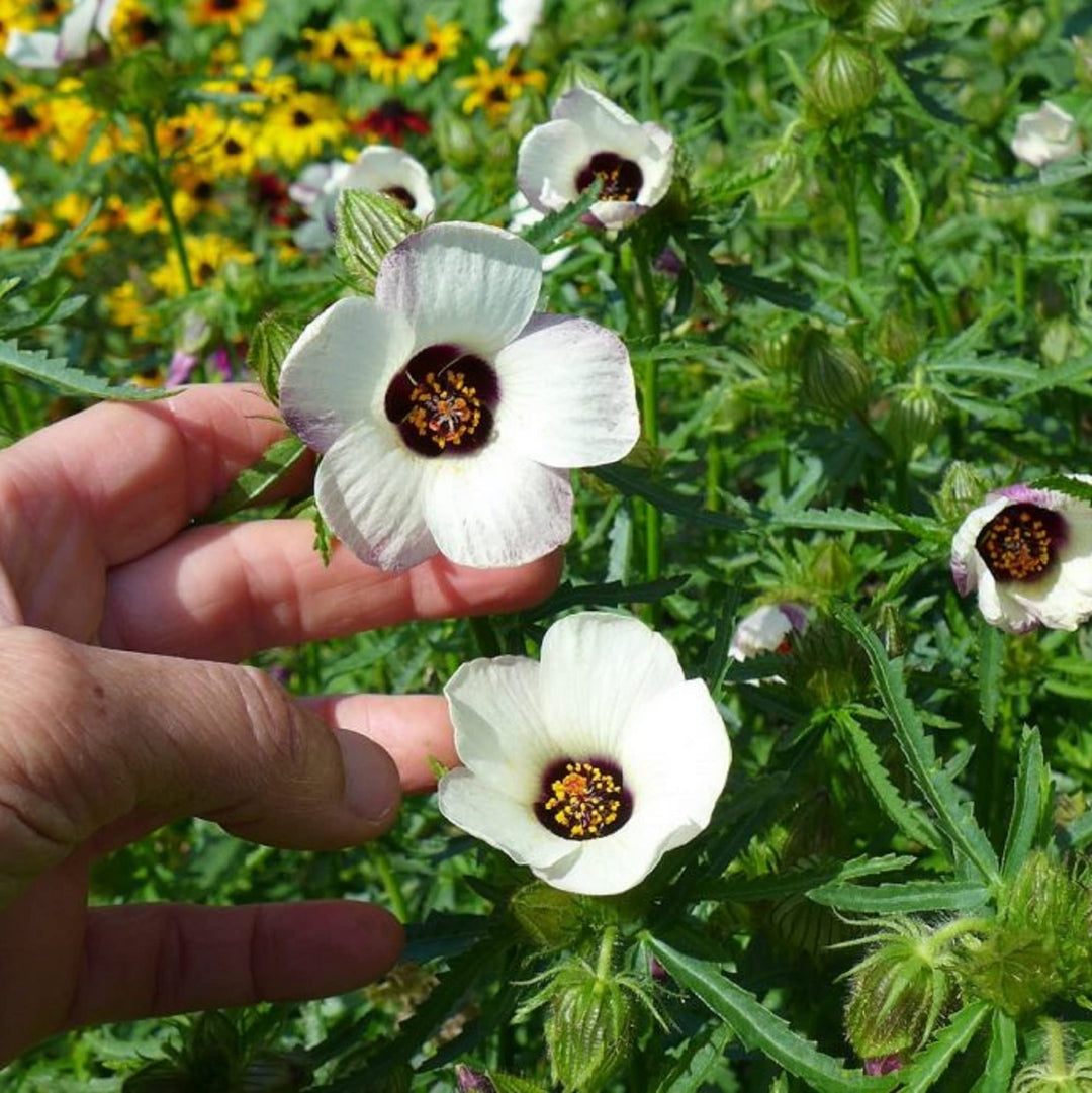 hibiscus trionum flower seeds