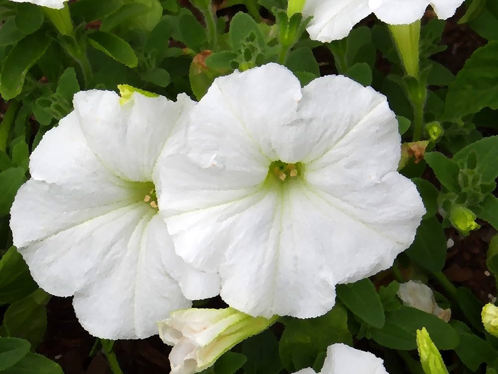 pelletized dreams flower seeds