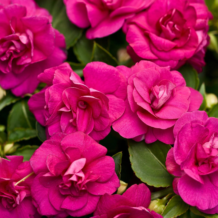 Pink Double Impatiens Flower Seeds – Heirloom, Non-GMO, High Germination Seeds