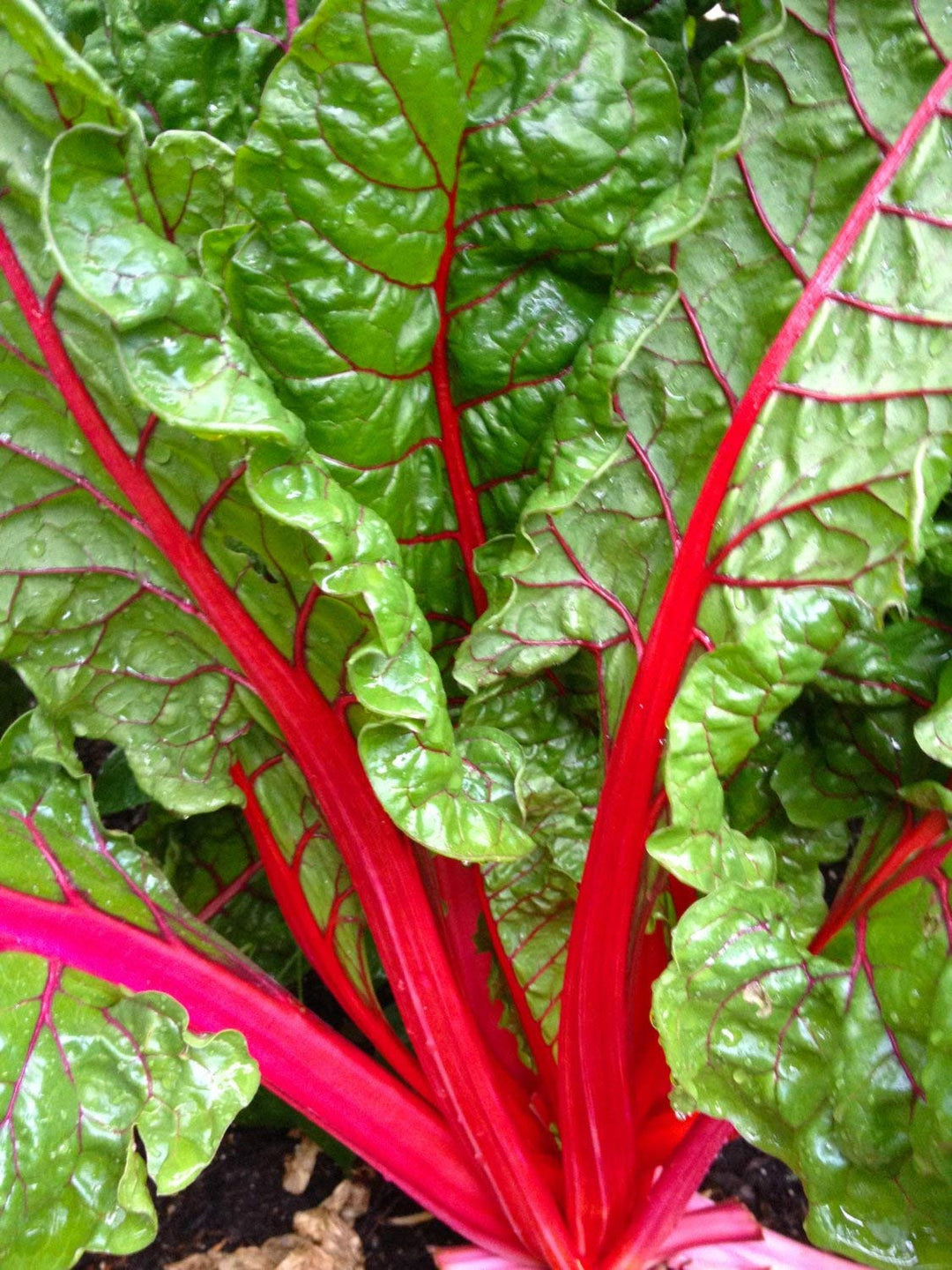 Rainbow Chard herb seeds