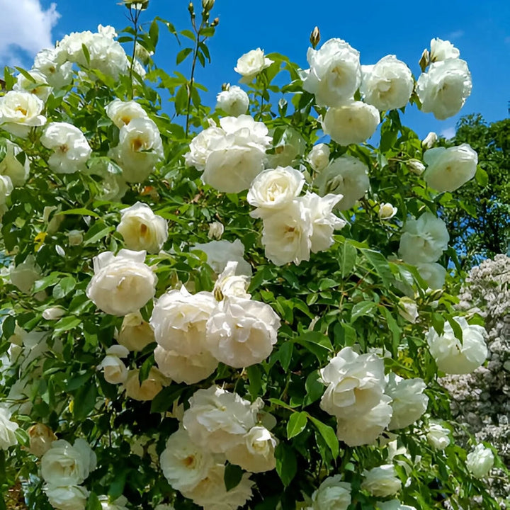Weiße Kletterrose Blumensamen zum Pflanzen – Alte Sorte GVO-frei Hohe Keimfähigkeit