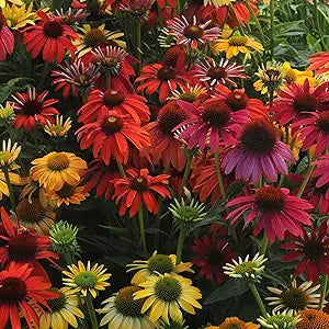 purple echinacea flower seeds