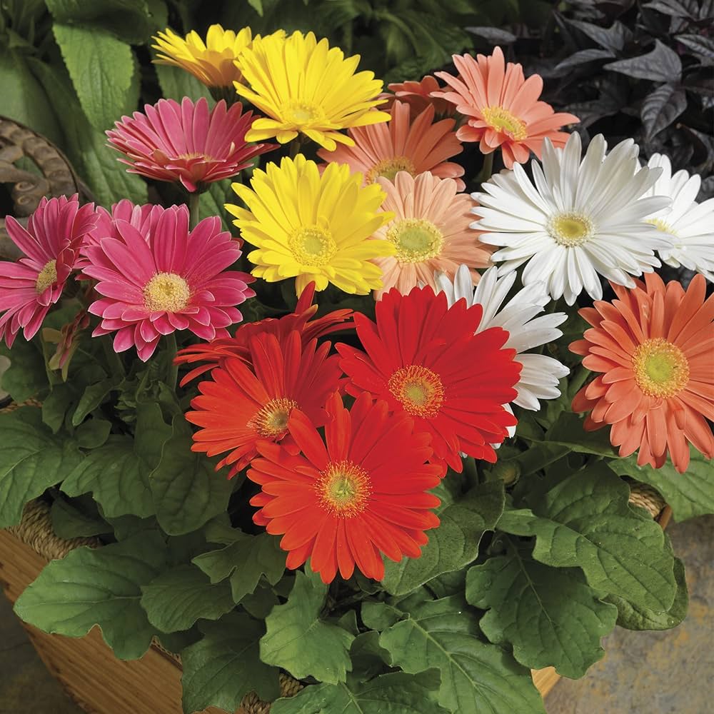 gerbera daisy flower seeds