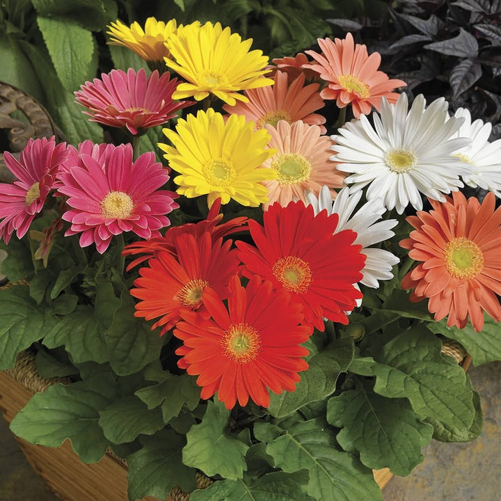 gerbera daisy flower seeds