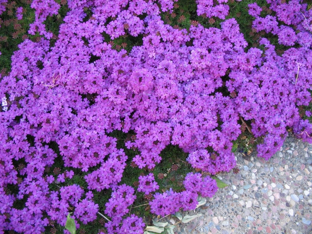 Semi Venato Purpletop Verbena Seeds for Planting