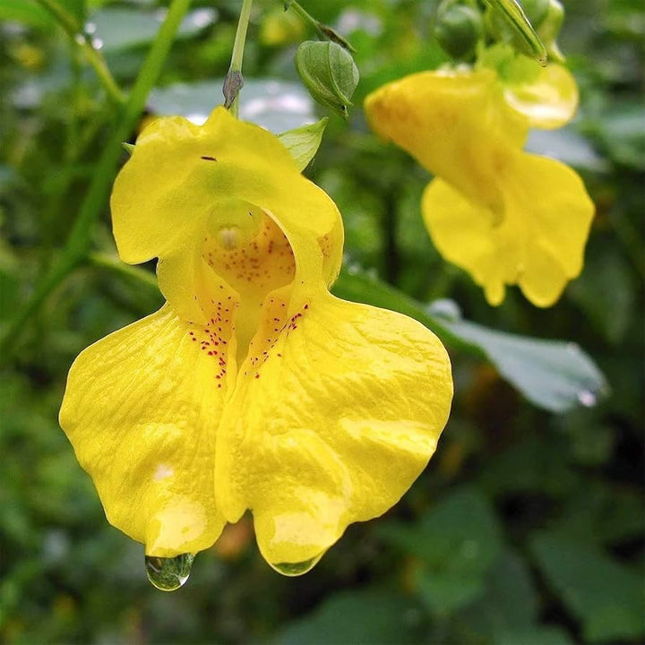 Jewelweed Flower Seeds Yellow – Heirloom, Non-GMO, High Germination Seeds