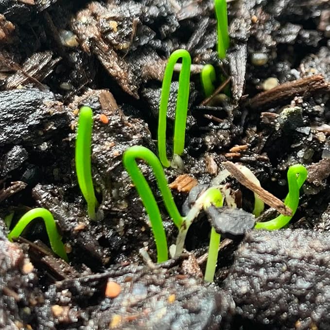 Garlic Chive herb seeds