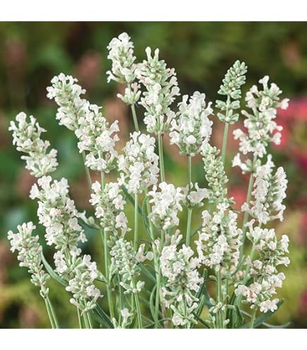 Semillas de flores de lavanda perenne blanca – Cimienta, sin OMG, semillas de alta germinación