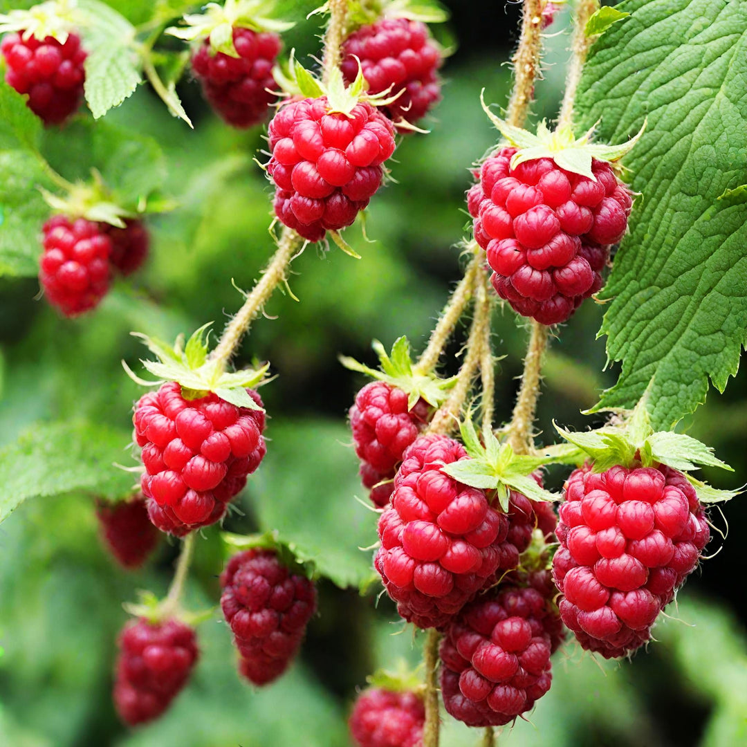 rove raspberry flower seeds