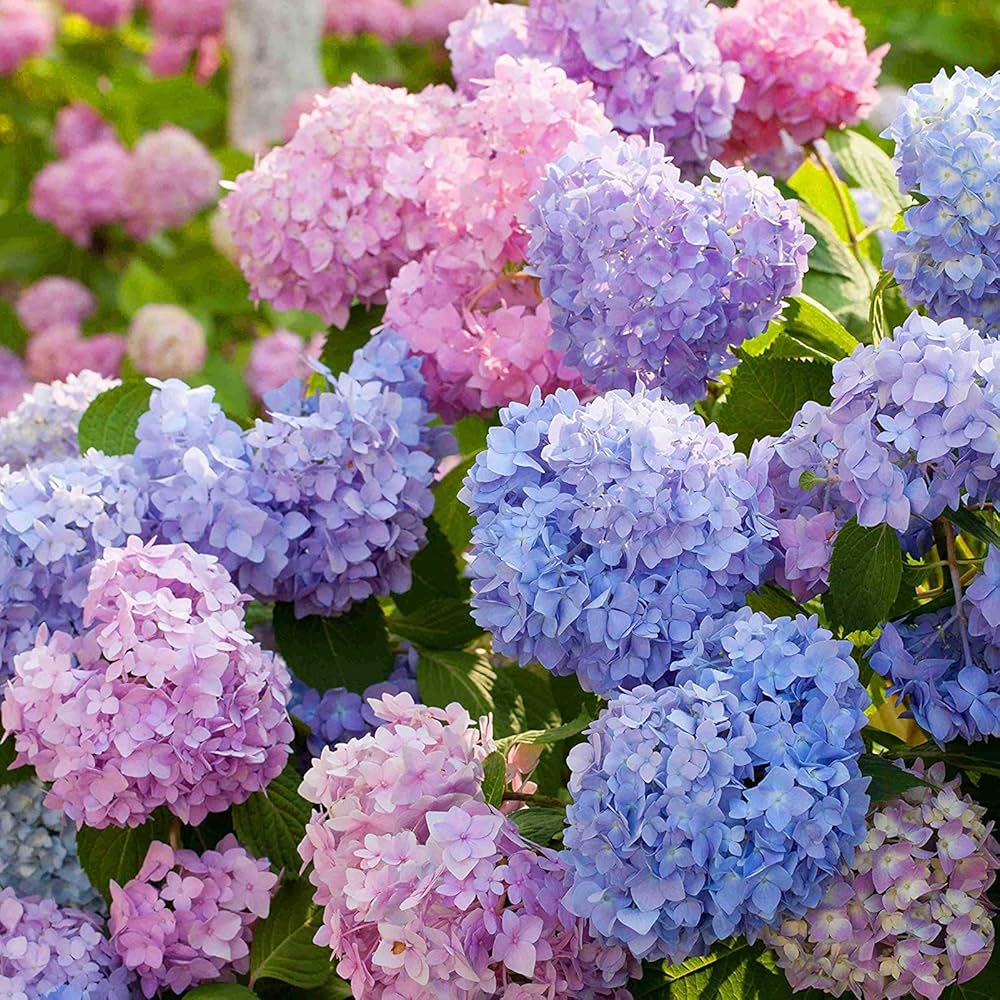 hydrangea wedding flower seeds