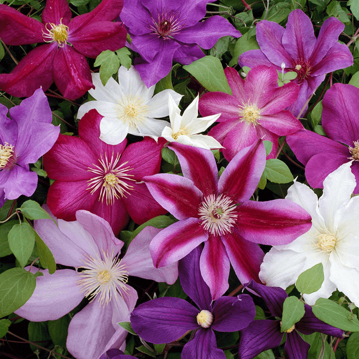 Clematis Flower Seeds Mixed for Planting – Heirloom Non-GMO High Germination Organic Garden Seeds