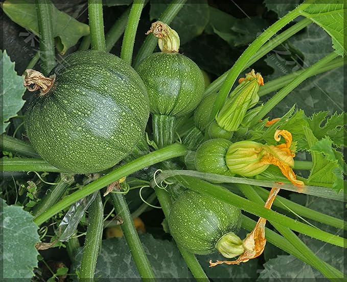 Round Zucchini Seeds for Planting – Heirloom, Non-GMO, High Germination Organic Vegetable Garden Seeds