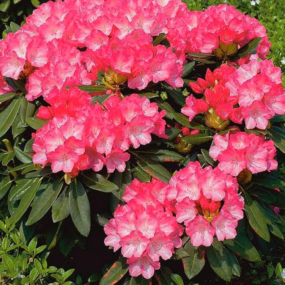 rare varieties flower seeds
