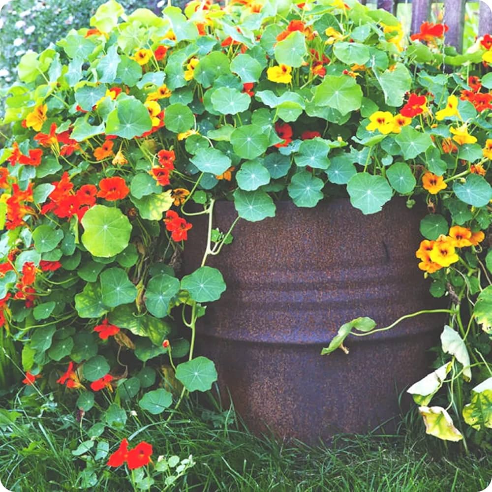 nasturtium mixed flower seeds