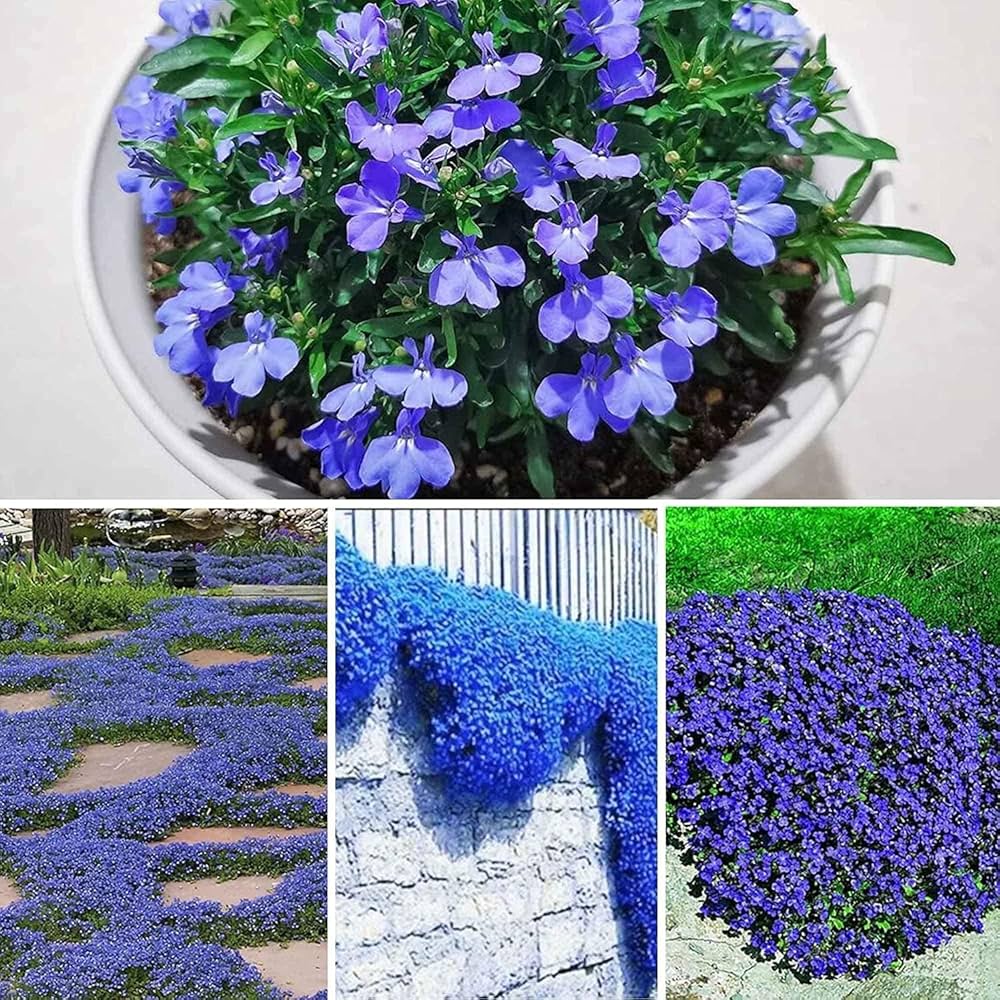 Blue Creeping herb seeds