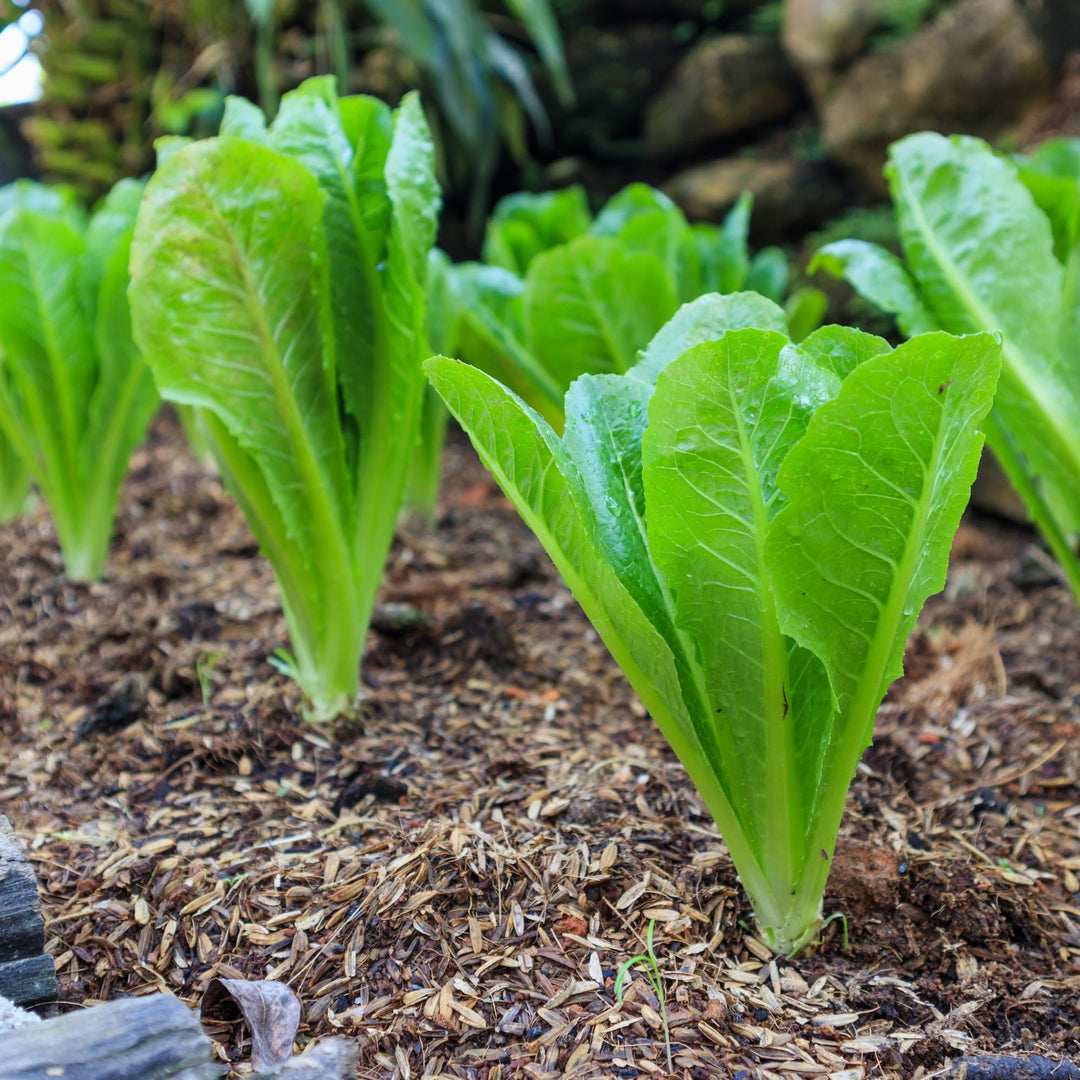 White Lettuce herb seeds