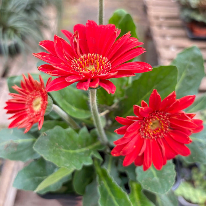Red Calendula Flower Seeds – Heirloom, Non-GMO, High Germination Seeds for Planting