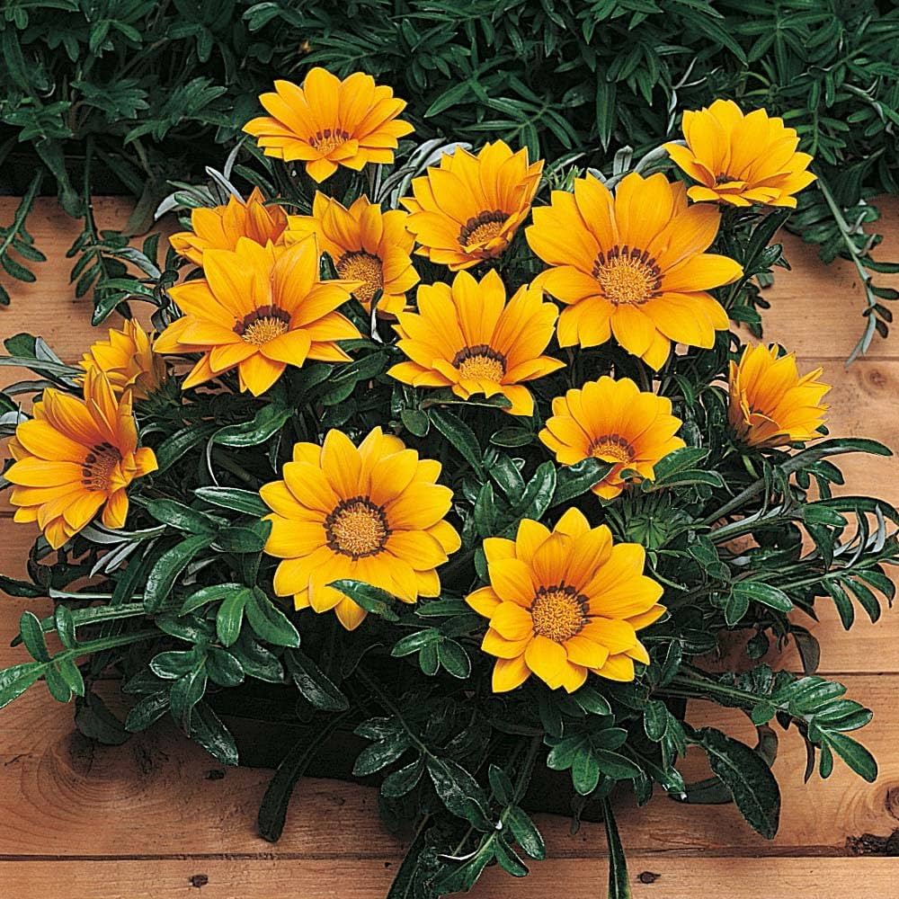 orange gazania flower seeds
