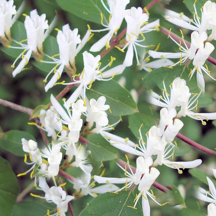 Honeysuckle Flower Seeds White – Heirloom, Non-GMO, High Germination Seeds