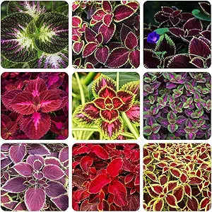 rare color flower seeds