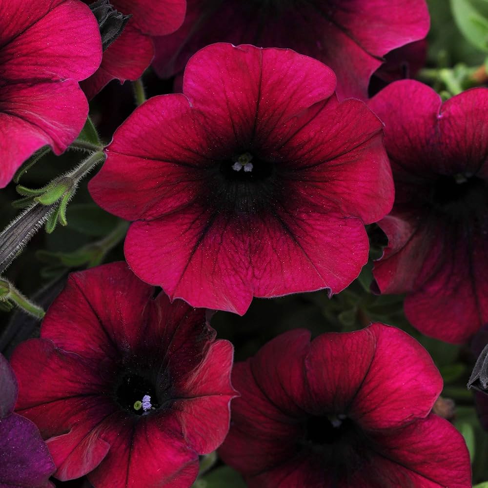 burgundy petunia flower seeds