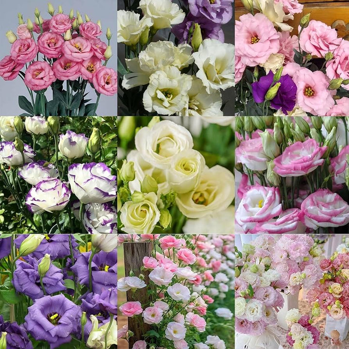 Mixed Eustoma Lisianthus Flower Seeds – Heirloom, Non-GMO, High Germination Seeds