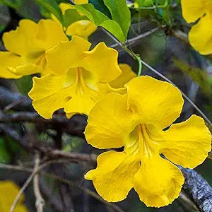 yellow macfadyena flower seeds
