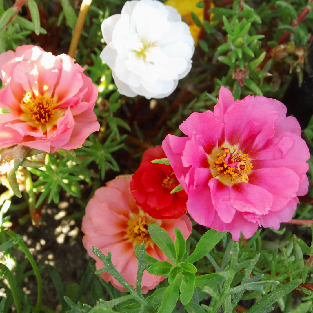 portulaca moss flower seeds