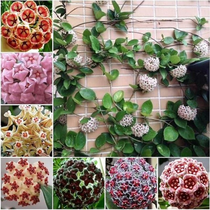 Hoya Flower Seeds Mixed – Heirloom, Non-GMO, High Germination Seeds
