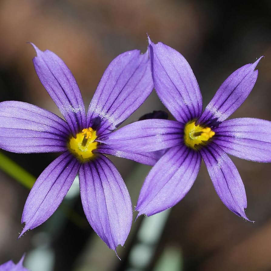 blue sisyrinchium flower seeds