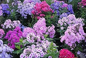 phlox phlox flower seeds