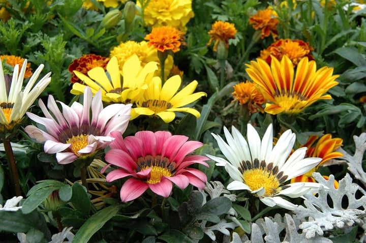 Gemischte Jamesonii-Blumensamen – Alte Sorte, gentechnikfrei, keimstarke Bio-Gartensamen zum Pflanzen