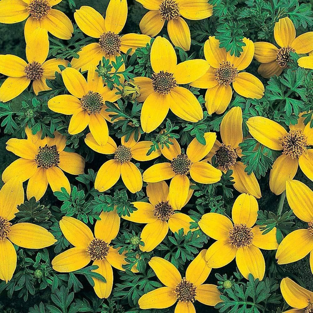 golden bidens flower seeds
