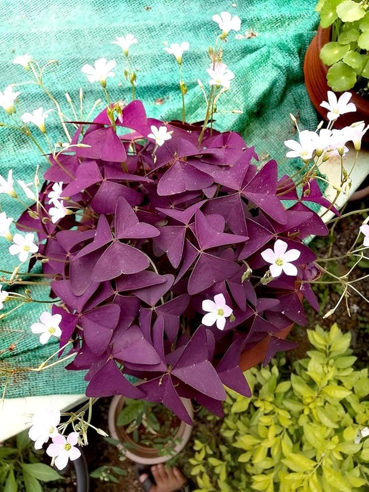 Oxalis Flower Seeds Maroon – Heirloom, Non-GMO, High Germination Seeds