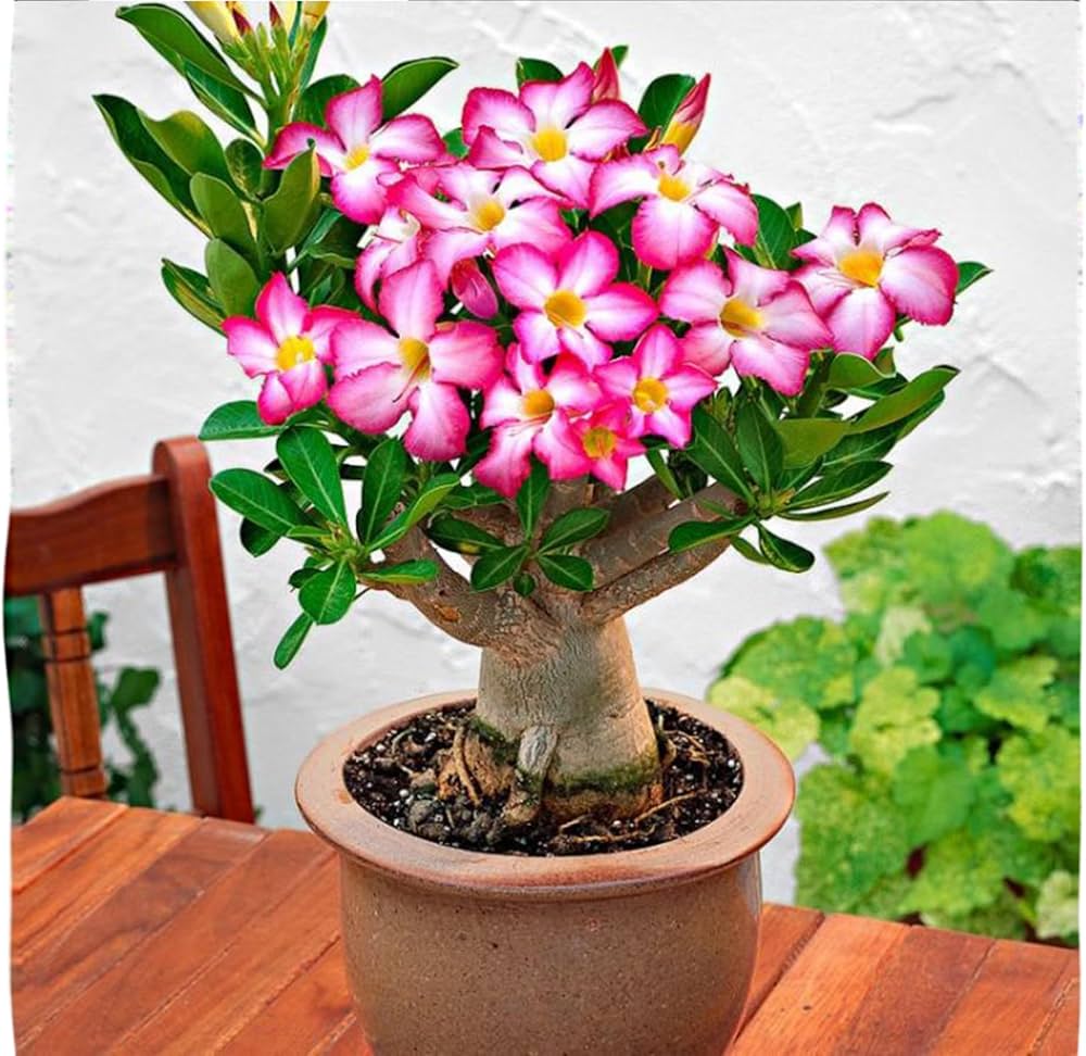 Red White Junsawai Desert Rose Adenium Seeds for Planting