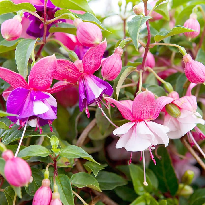 Fuchsia Flower Seeds for Planting