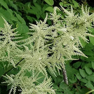 aruncus dioicus flower seeds