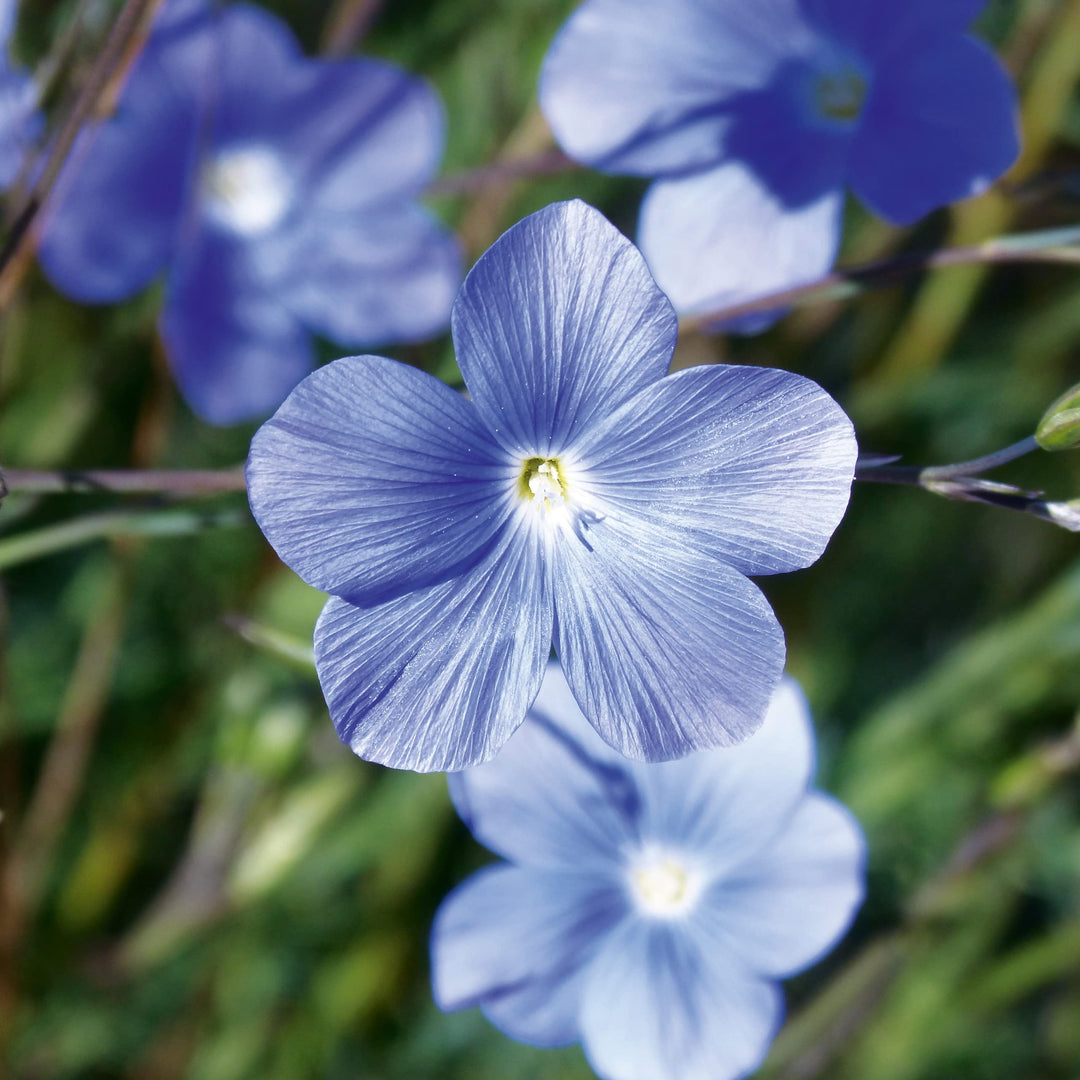 blue fd flower seeds