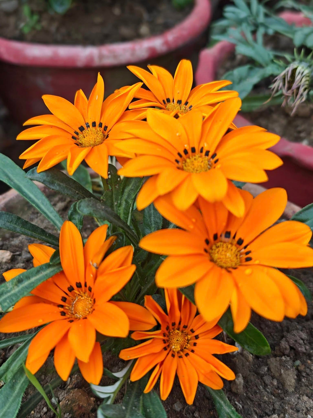 Daisy Flower Seeds Orange – Heirloom Non-GMO High Germination Organic Garden Seeds