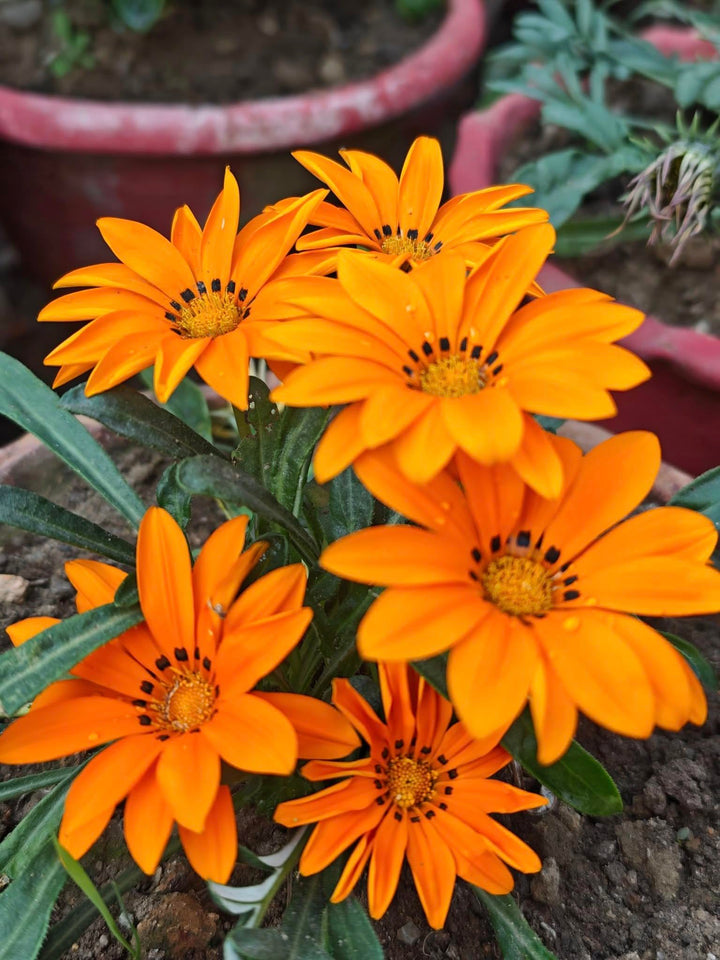 Daisy Flower Seeds Orange – Heirloom Non-GMO High Germination Organic Garden Seeds
