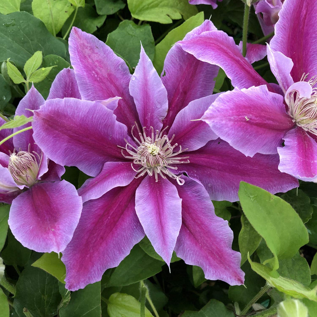 clematis flower flower seeds