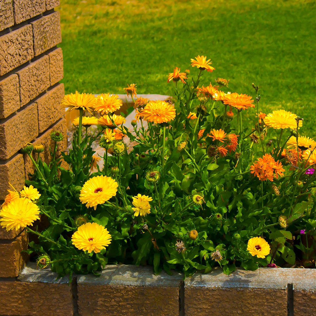 yellow calendula flower seeds