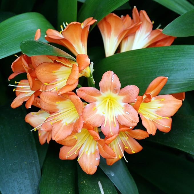 clivia kaffir flower seeds